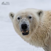 Svalbard